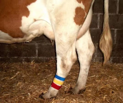 Cow Lag Hook Loop Velcro Band com design de auto-agarração e seleção de cores variadas